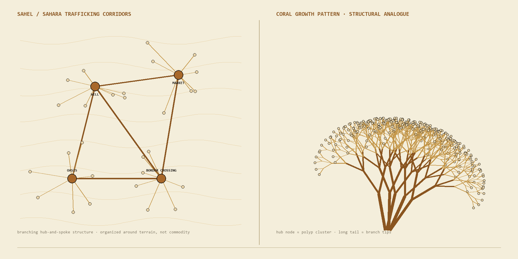 Schematic map of a Sahel and Sahara trafficking corridor network converging on well, market, and border-crossing hub nodes, with a long tail of low-connectivity nodes hanging off each hub, annotated alongside a recursively branching coral growth pattern to show the structural resemblance.